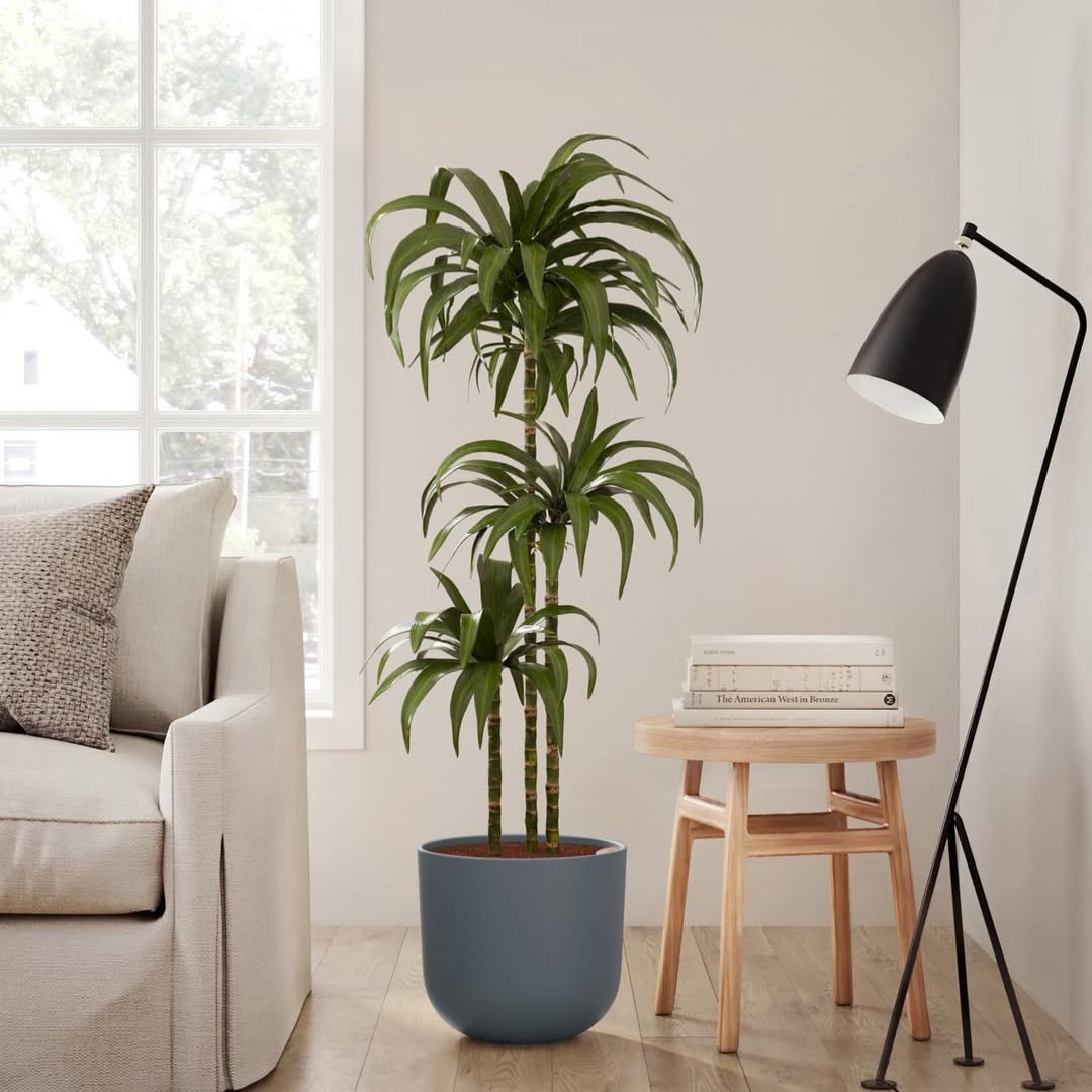 dracaena janet craig