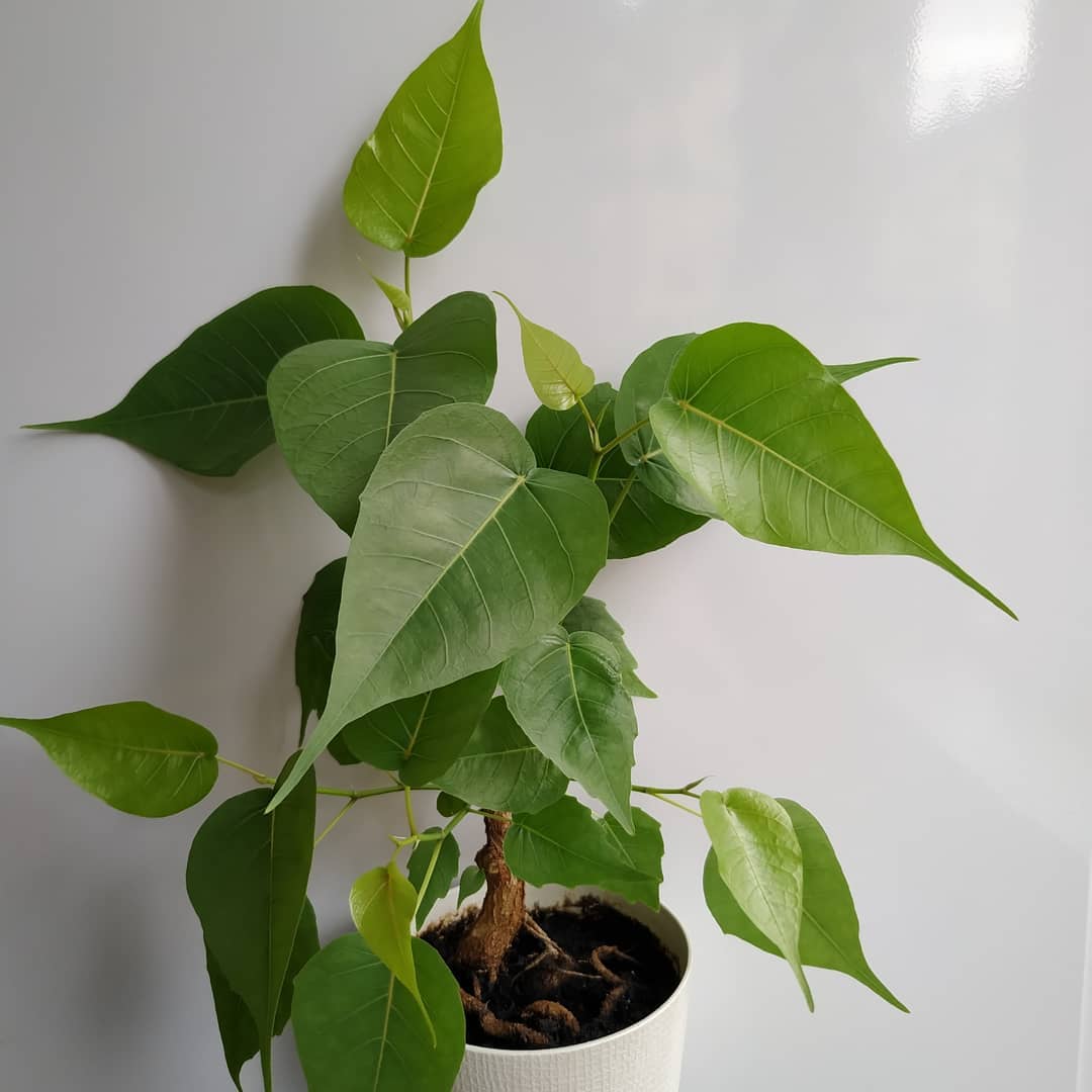 ficus religiosa ficus religiosa