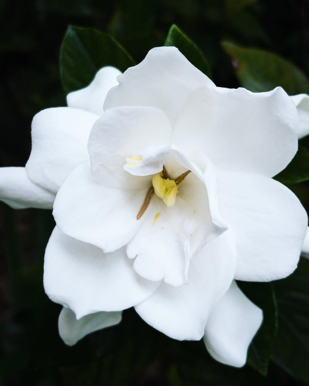 gardenia jasminoides august beauty