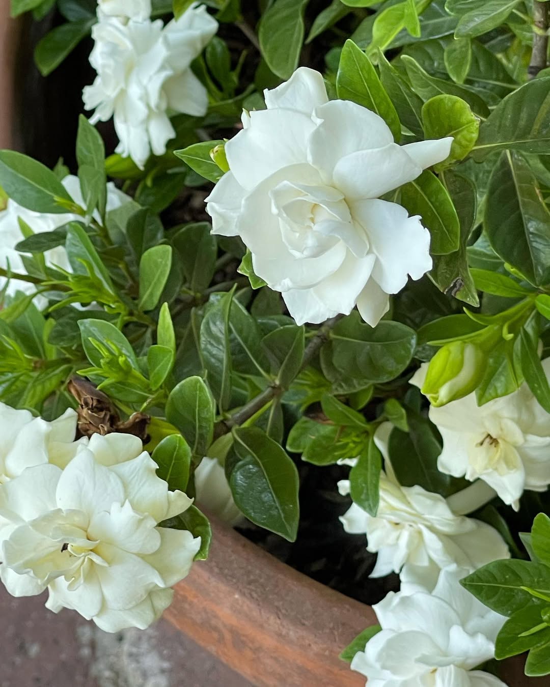 gardenia jasminoides veitchii