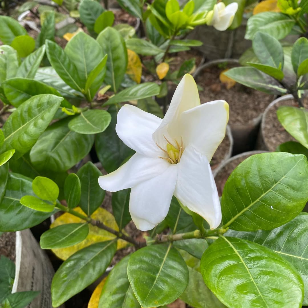 gardenia tahitensis
