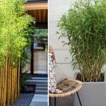 5 Jenis Bambu Hias yang Cocok Ditanam di Rumah