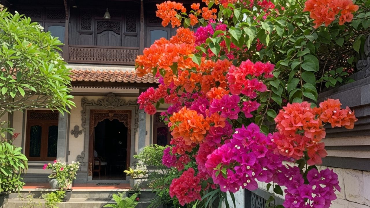 9 Jenis Bunga Bougenville yang Warna-warni