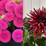 7 Jenis Bunga Dahlia yang Paling Populer dan Menarik untuk Taman