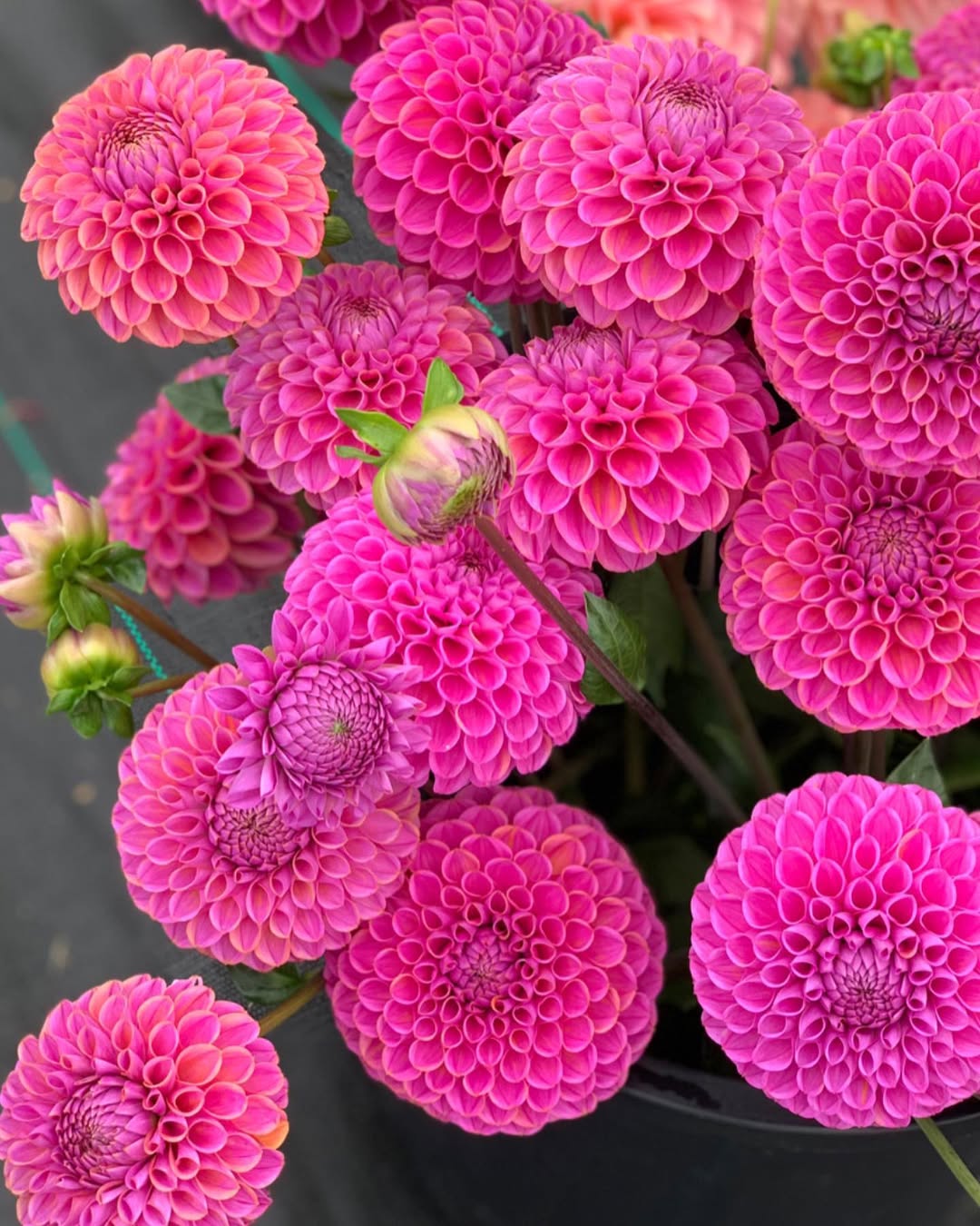 jenis bunga dahlia ball jenis bunga dahlia ball