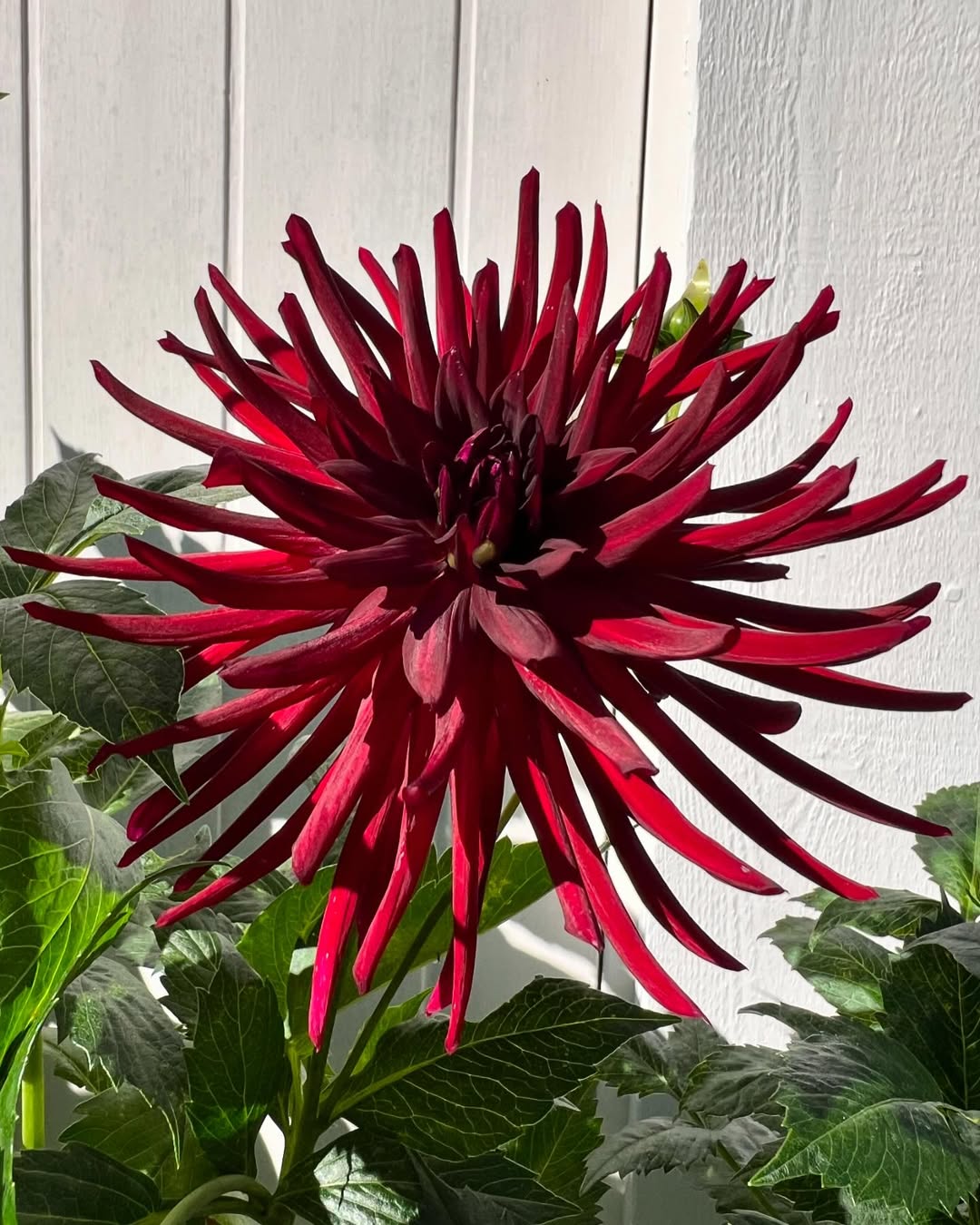 jenis bunga dahlia cactus jenis bunga dahlia cactus