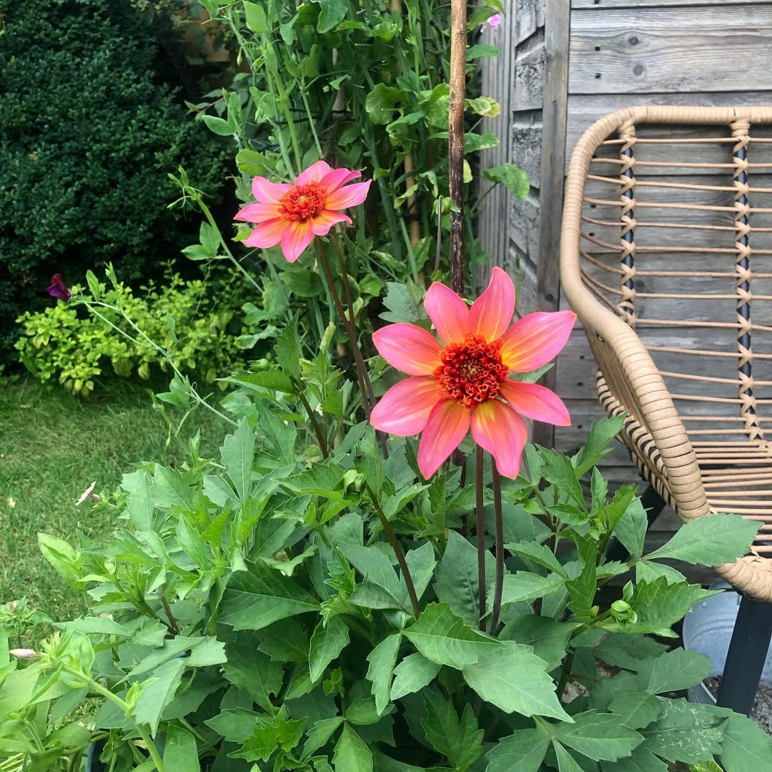 jenis bunga dahlia single jenis bunga dahlia single