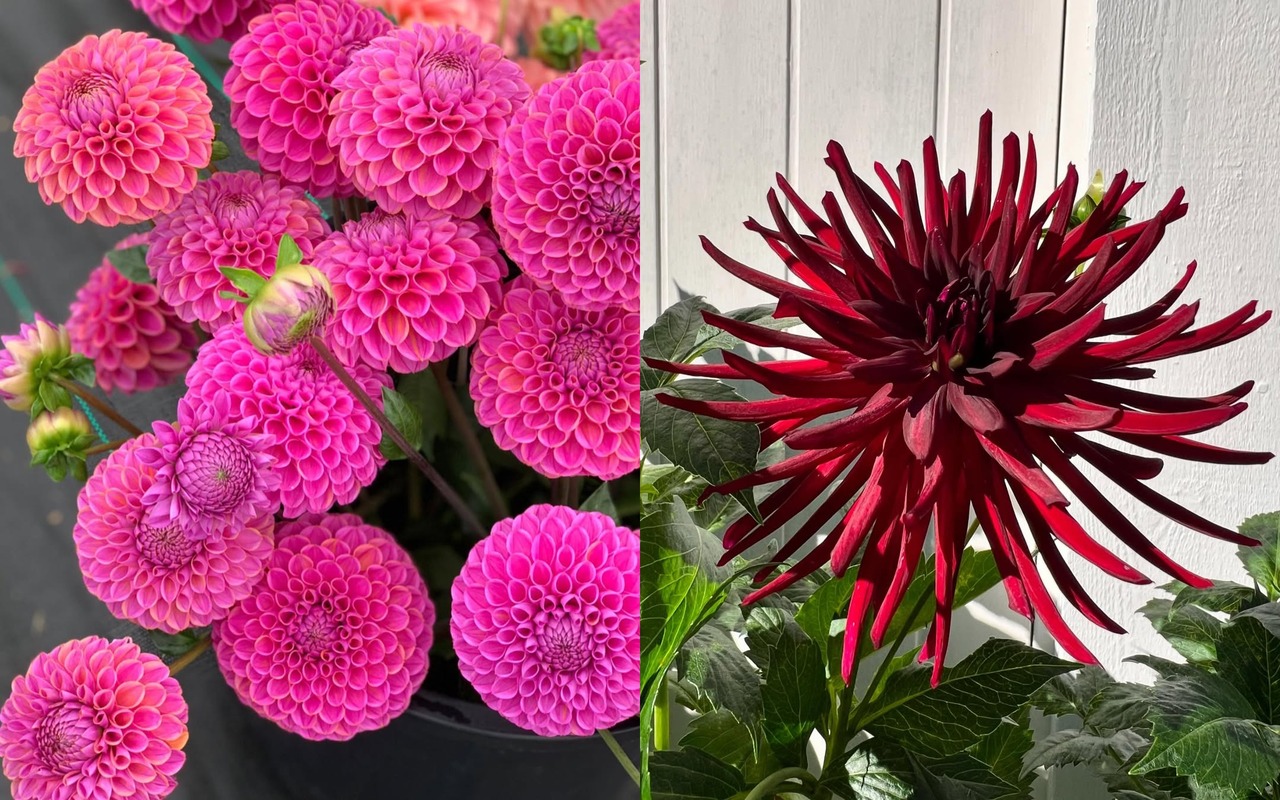 7 Jenis Bunga Dahlia yang Paling Populer dan Menarik untuk Taman