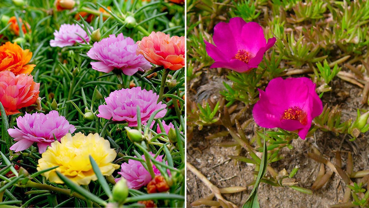 5 Jenis Bunga Krokot Hias dan Karakteristiknya