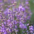 5 Jenis Bunga Lavender dan Manfaatnya