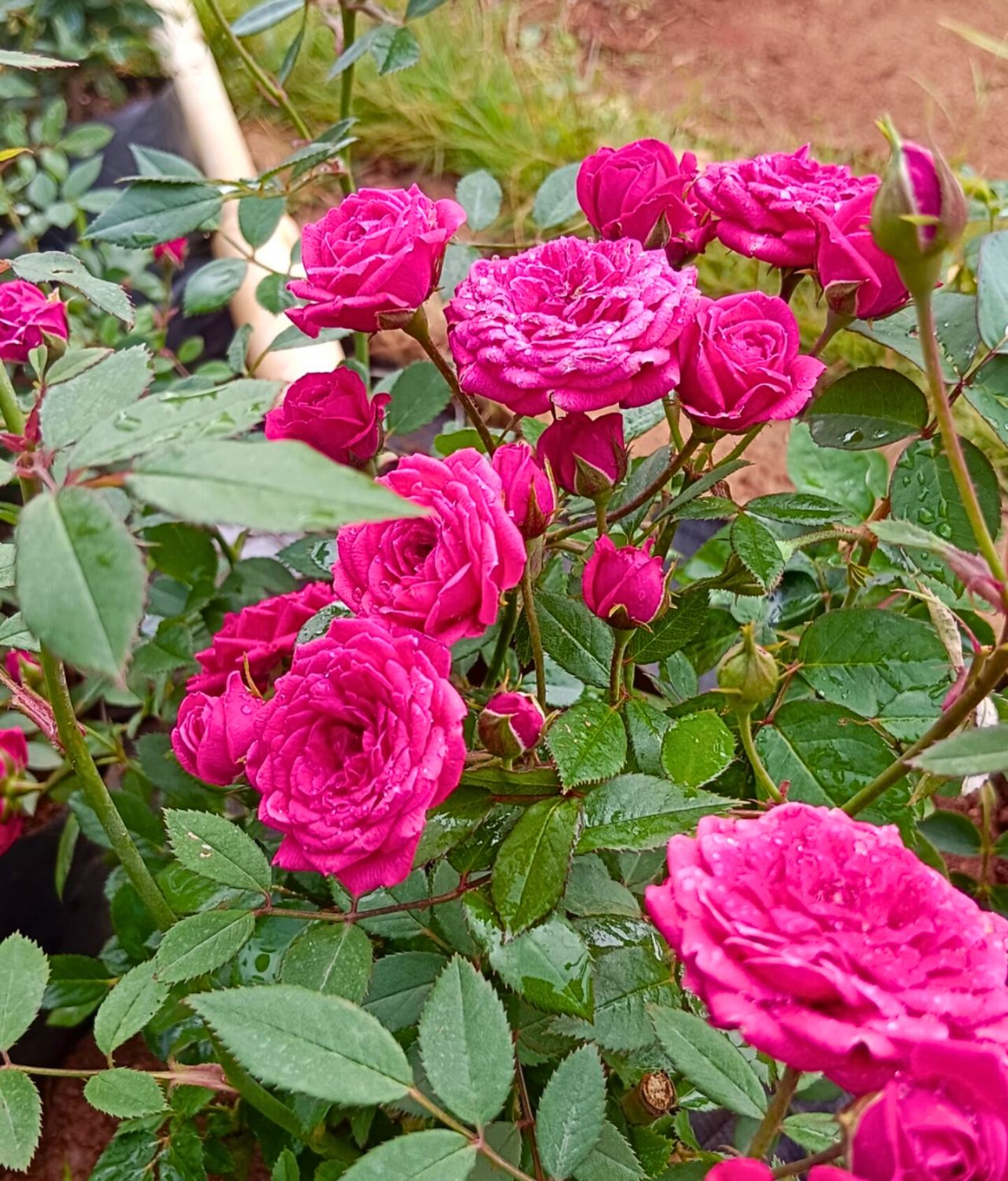 jenis bunga pembawa sial mawar