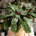 5 Aneka Jenis Calathea Termurah hingga Termahal