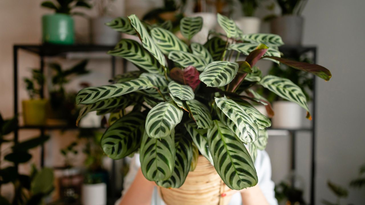 5 Aneka Jenis Calathea Termurah hingga Termahal