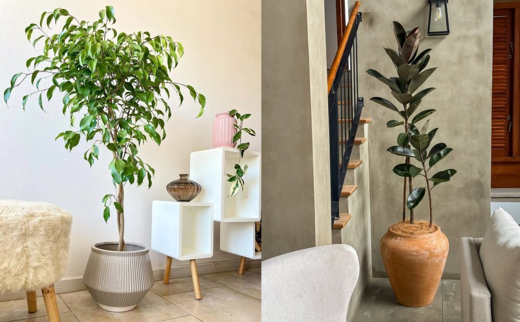 7 Jenis Ficus Paling Populer | Ciri dan Tips Memilih