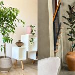 7 Jenis Ficus yang Paling Populer, Cantik dan Mudah Dirawat