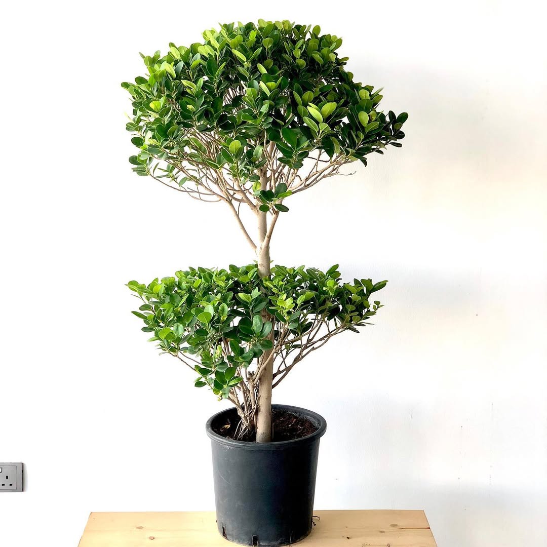jenis ficus panda jenis ficus panda