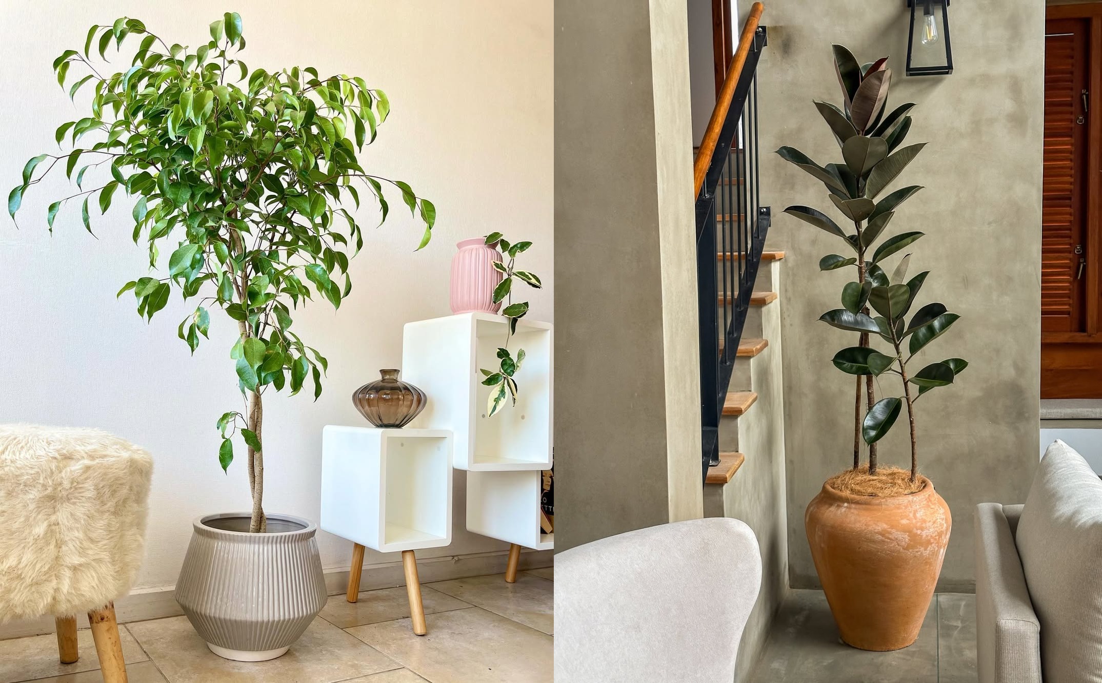 7 Jenis Ficus yang Paling Populer, Cantik dan Mudah Dirawat
