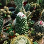 5 Jenis Kaktus yang Cantik untuk Dijadikan Dekorasi Rumah