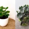 7 Jenis Peperomia, Tanaman Hias Cantik & Mudah Dirawat