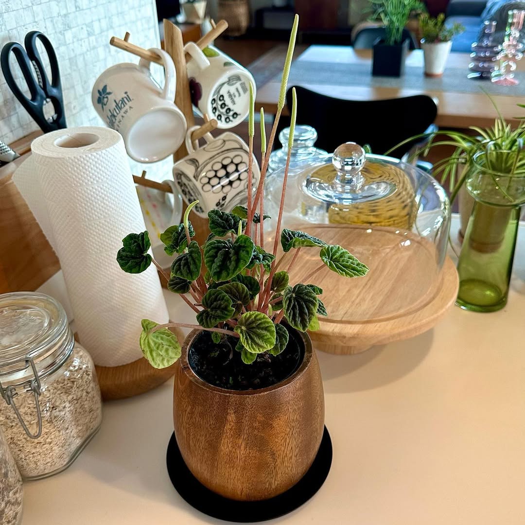 jenis peperomia caperata