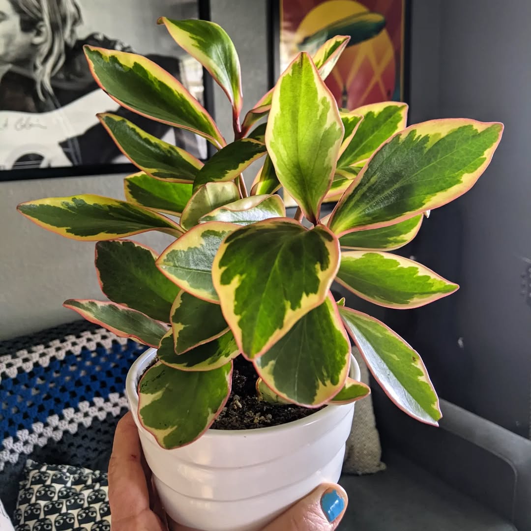 jenis peperomia clusiifolia