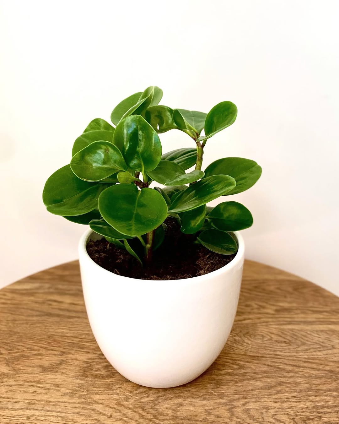 jenis peperomia obtusifolia