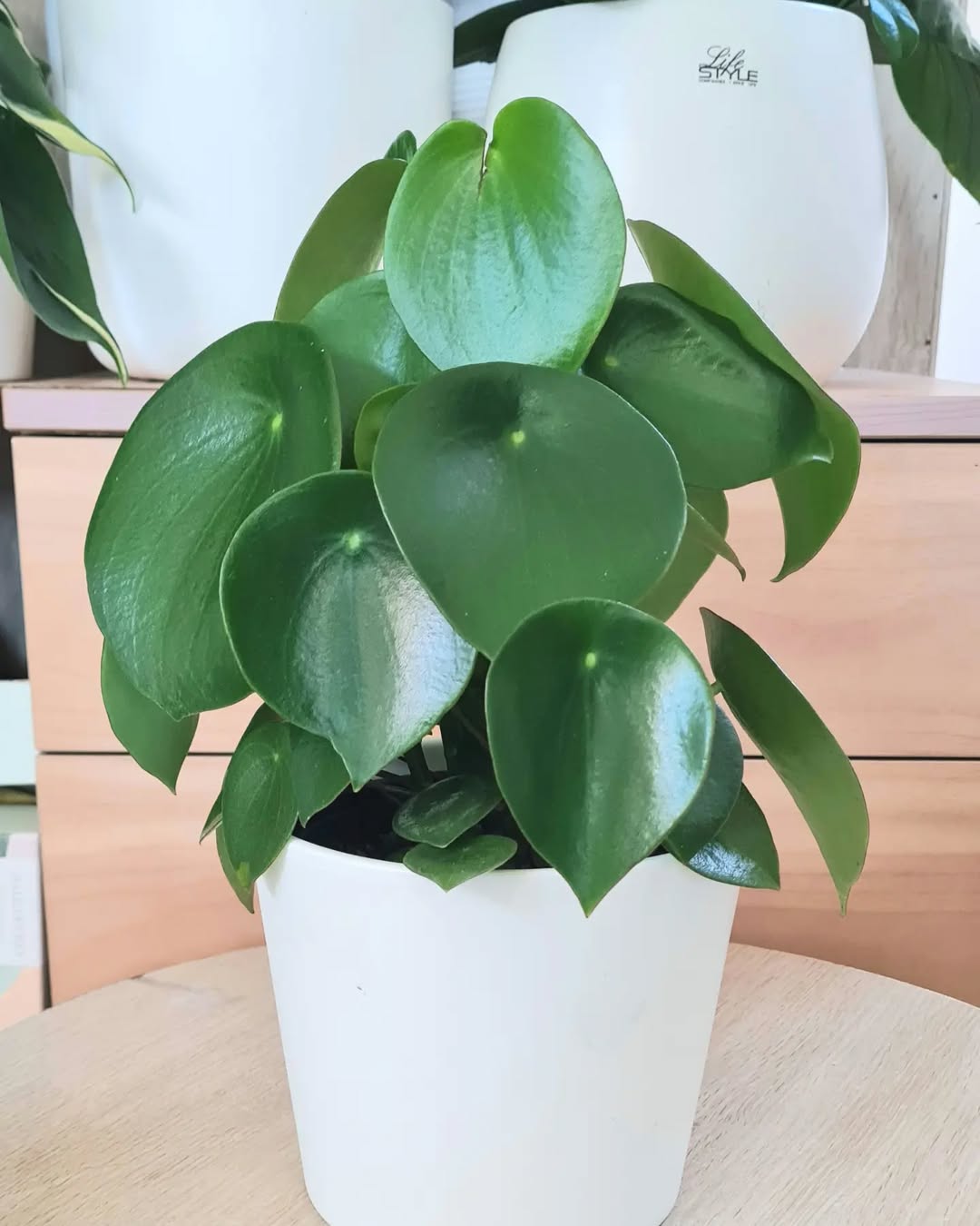 jenis peperomia polybotrya