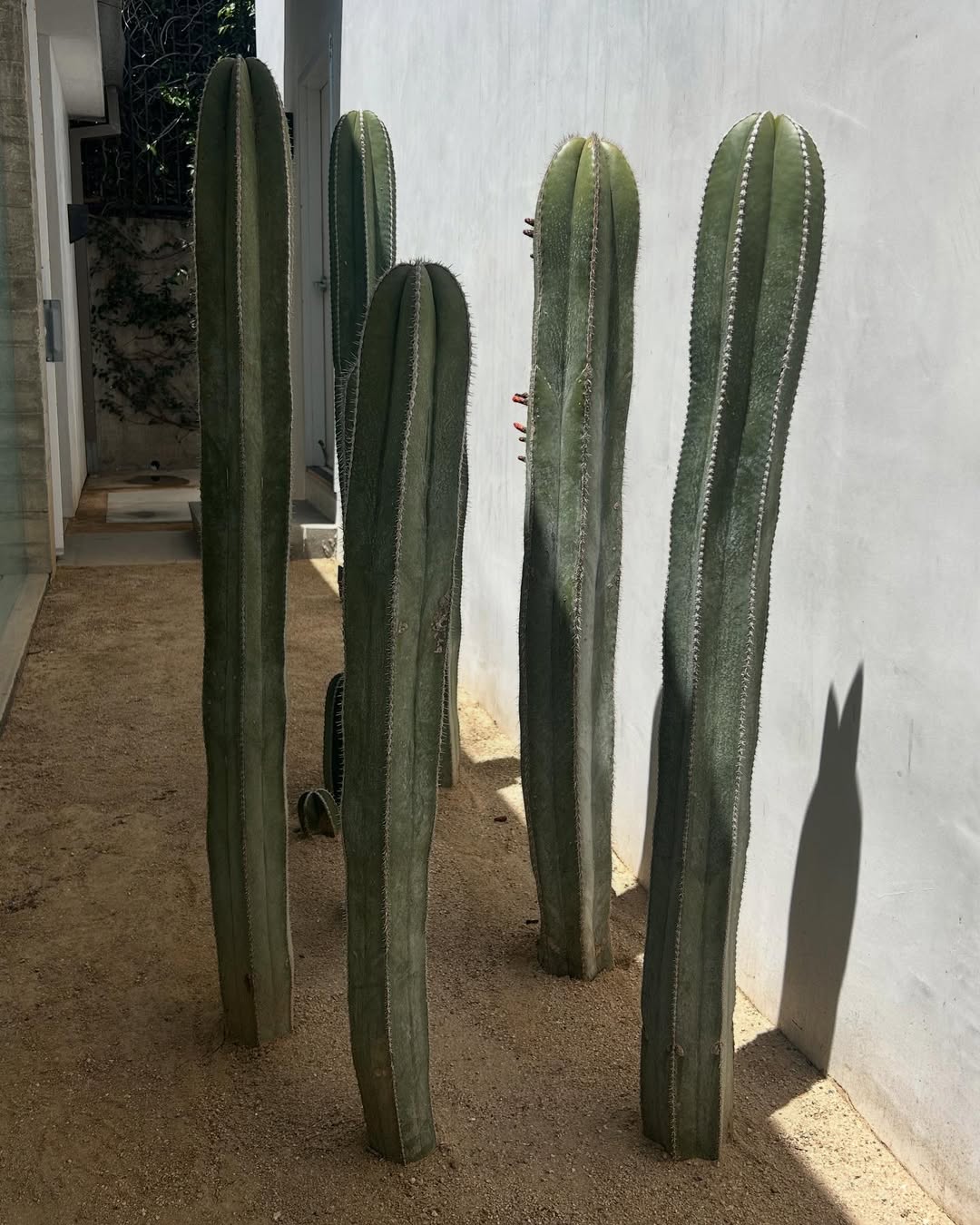 jenis pohon kaktus, kaktus pagar meksiko