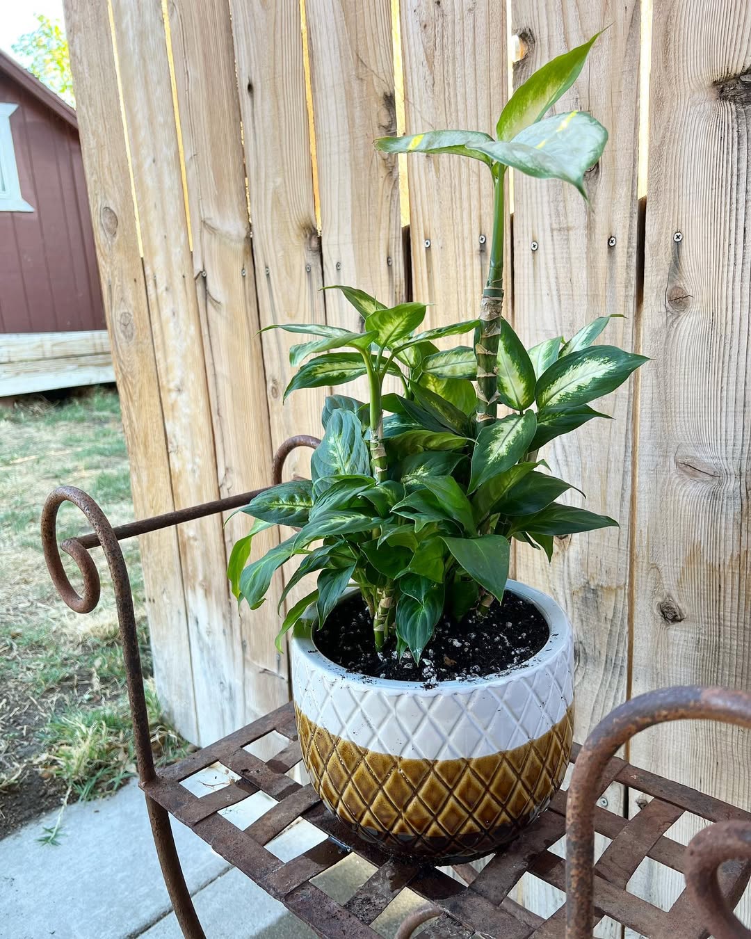 jenis tanaman daun bahagia, dieffenbachia compacta