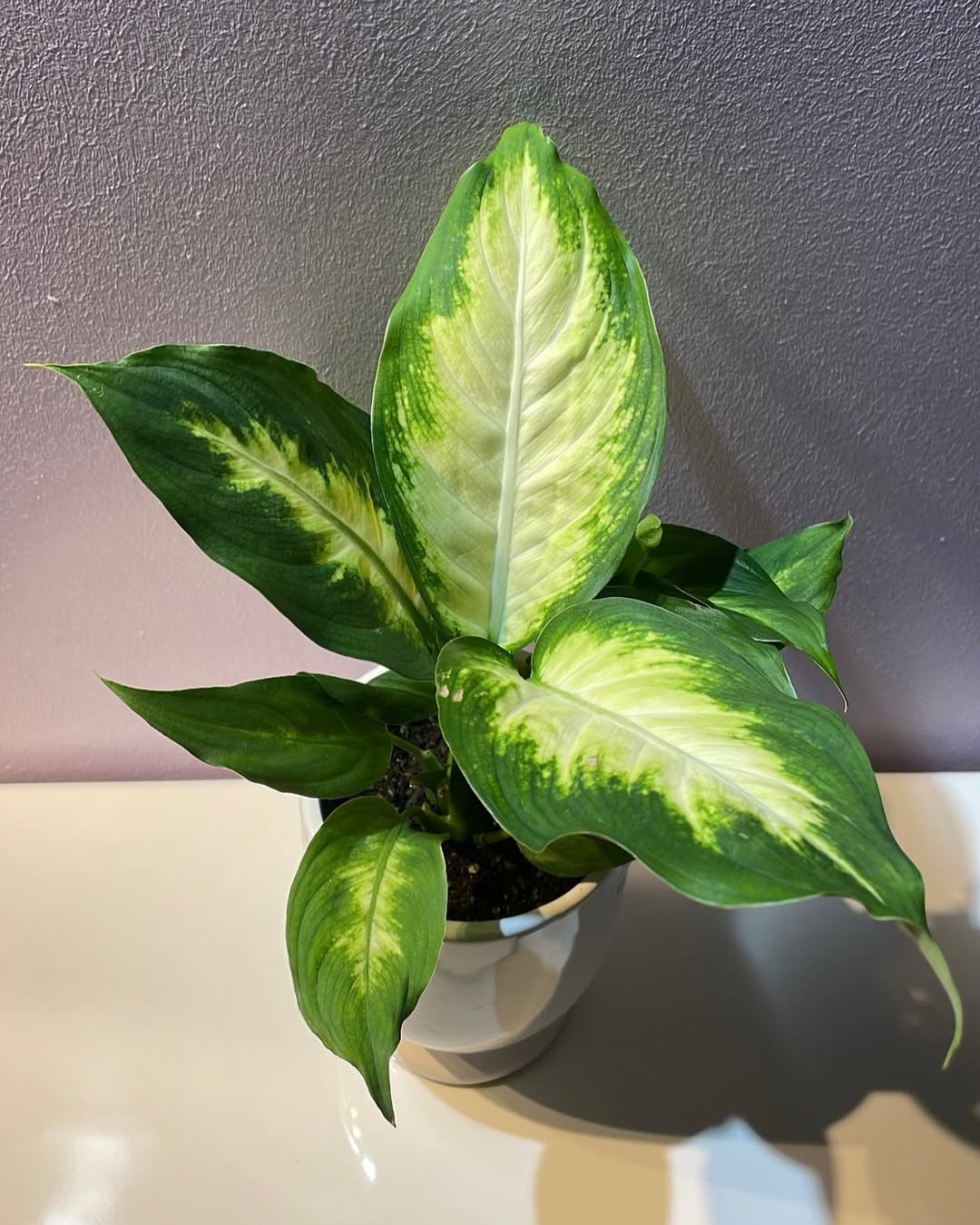 jenis tanaman daun bahagia, dieffenbachia amoena