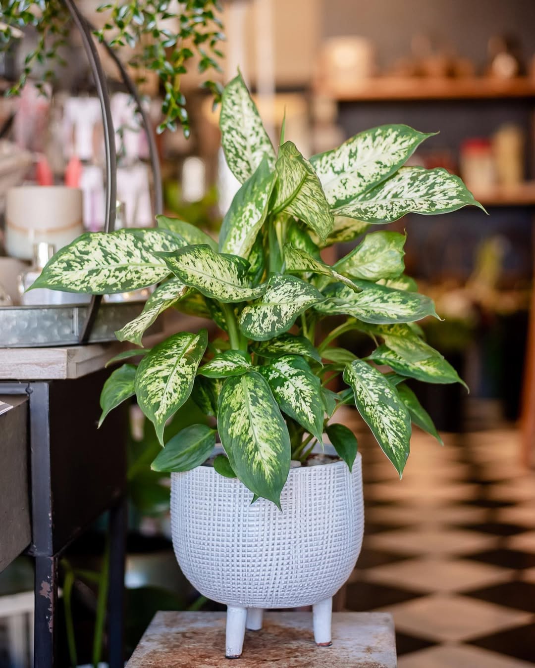 jenis tanaman daun bahagia, dieffenbachia seguine