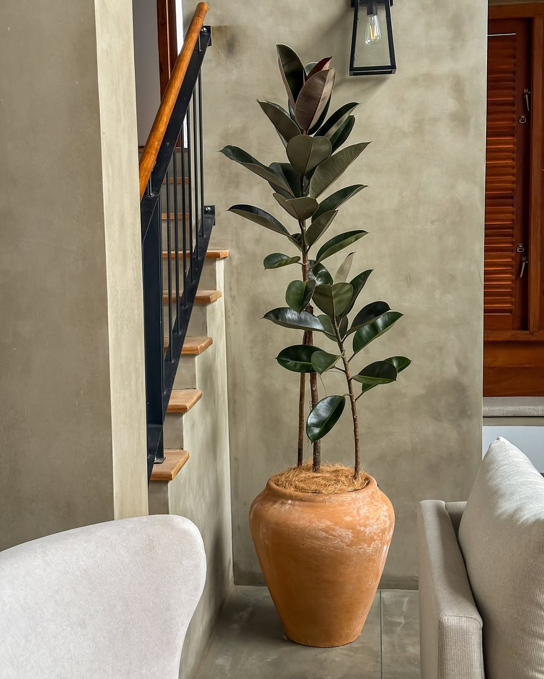 jenis tanaman ficus elastica jenis tanaman ficus elastica