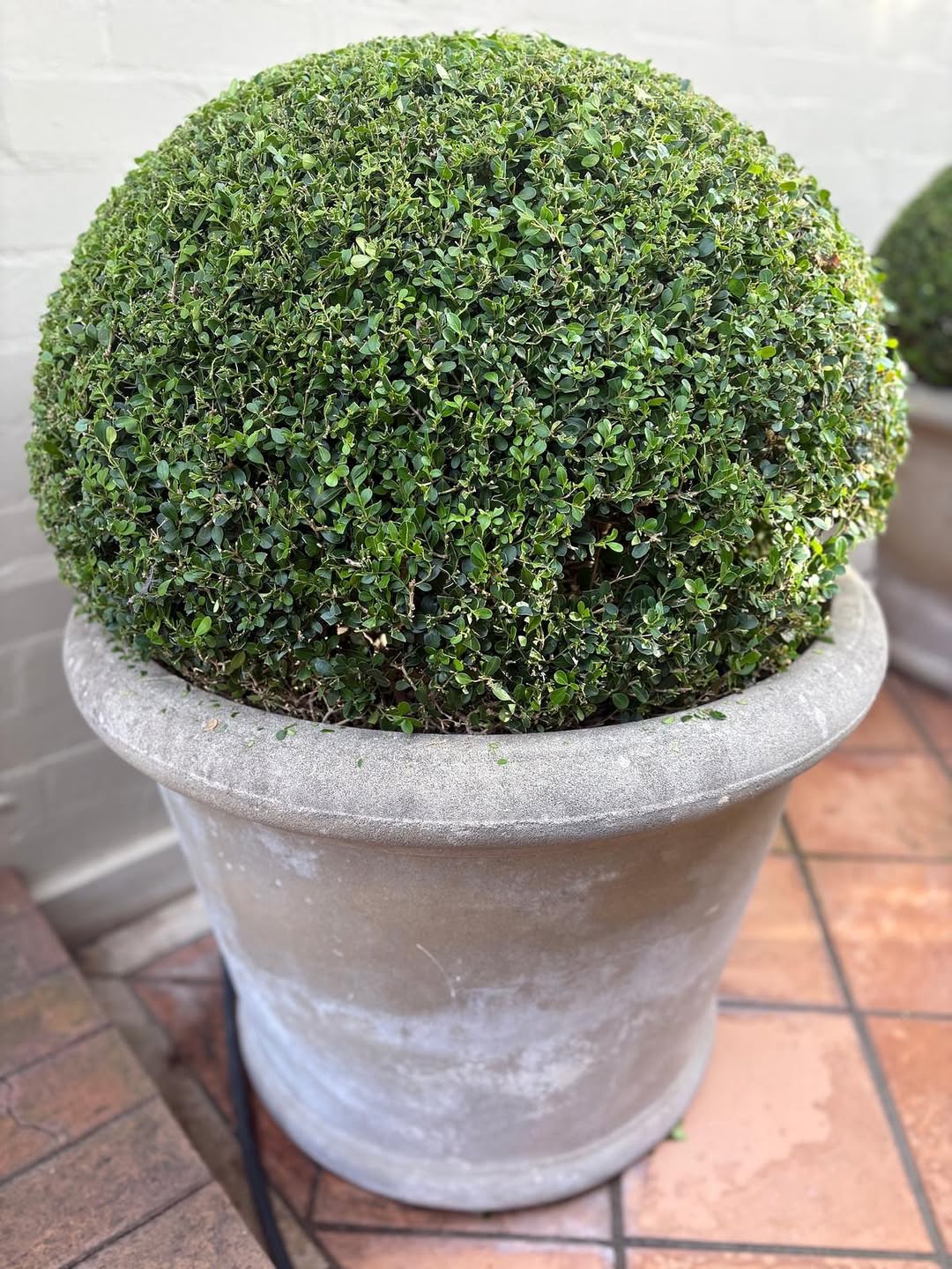 boxwood boxwood