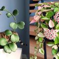 7 Jenis Tanaman Hoya yang Cantik & Mudah Dirawat