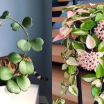 7 Jenis Tanaman Hoya yang Cantik & Mudah Dirawat