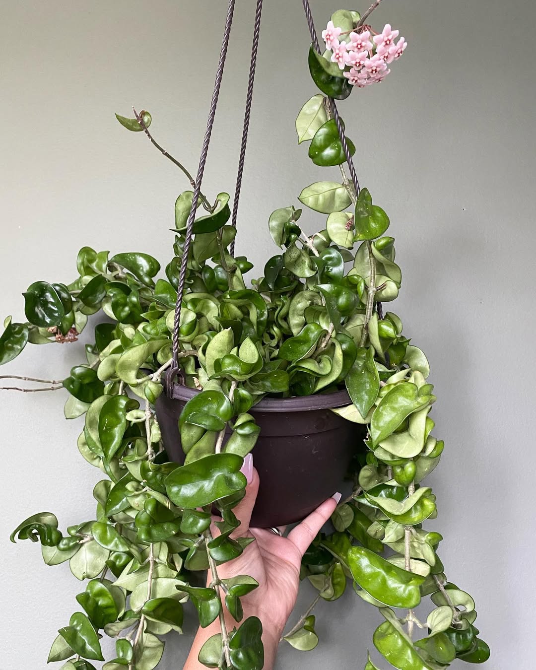 jenis tanaman hoya compacta