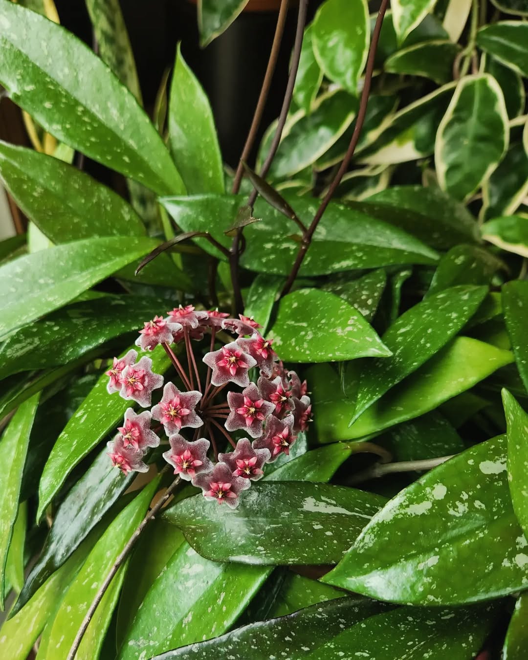 jenis tanaman hoya pubicalyx