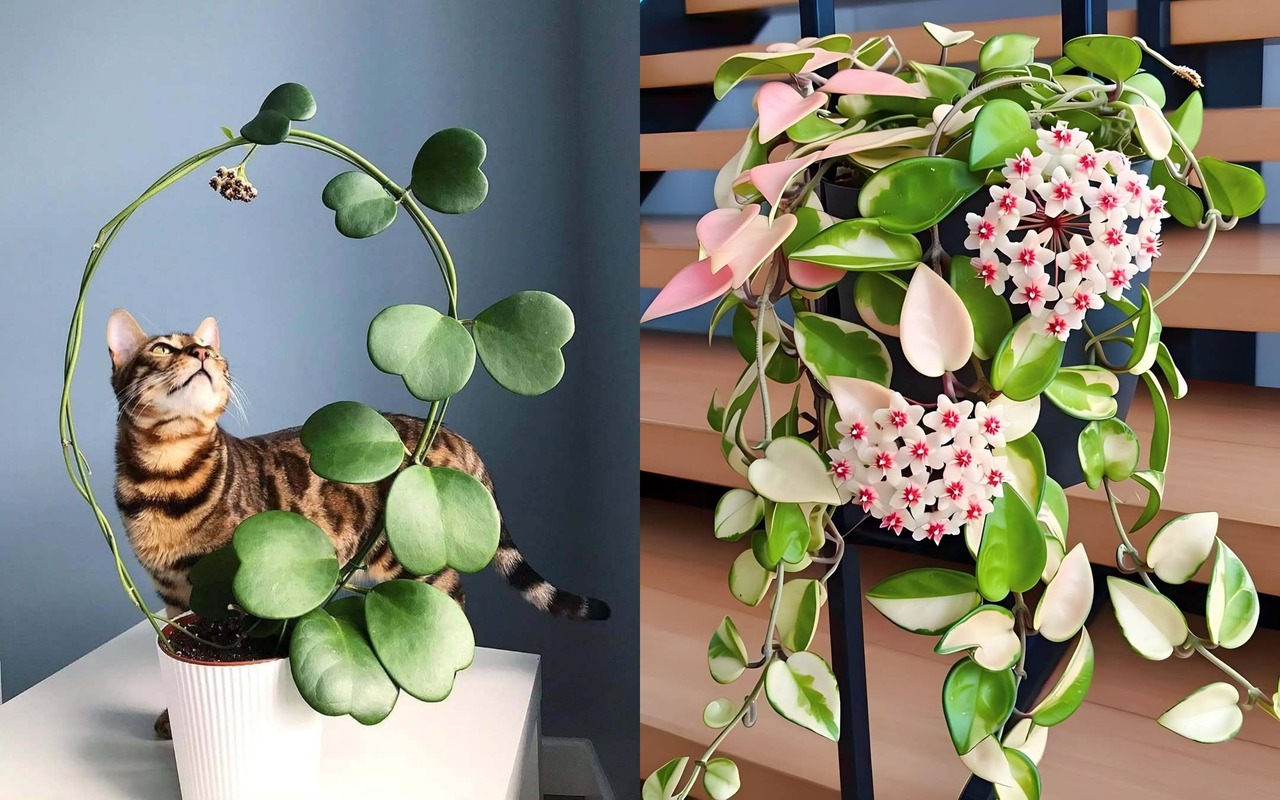 7 Jenis Tanaman Hoya yang Cantik & Mudah Dirawat