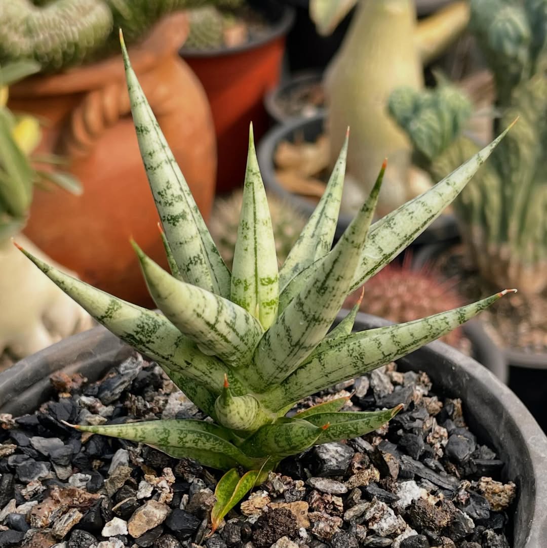 jenis tanaman untuk taman minimalis, sansevieria jenis tanaman untuk taman minimalis, sansevieria