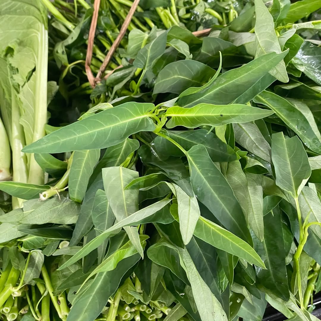 tanaman hortikultura