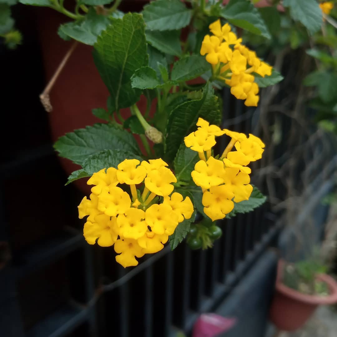 lantana kuning lantana kuning