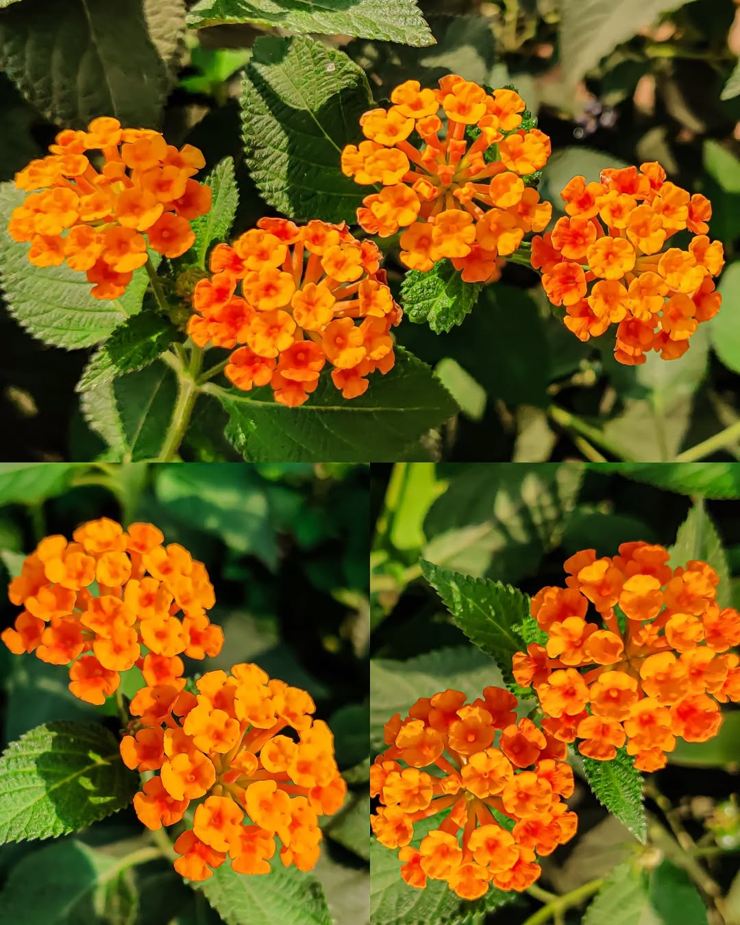 lantana orange lantana orange