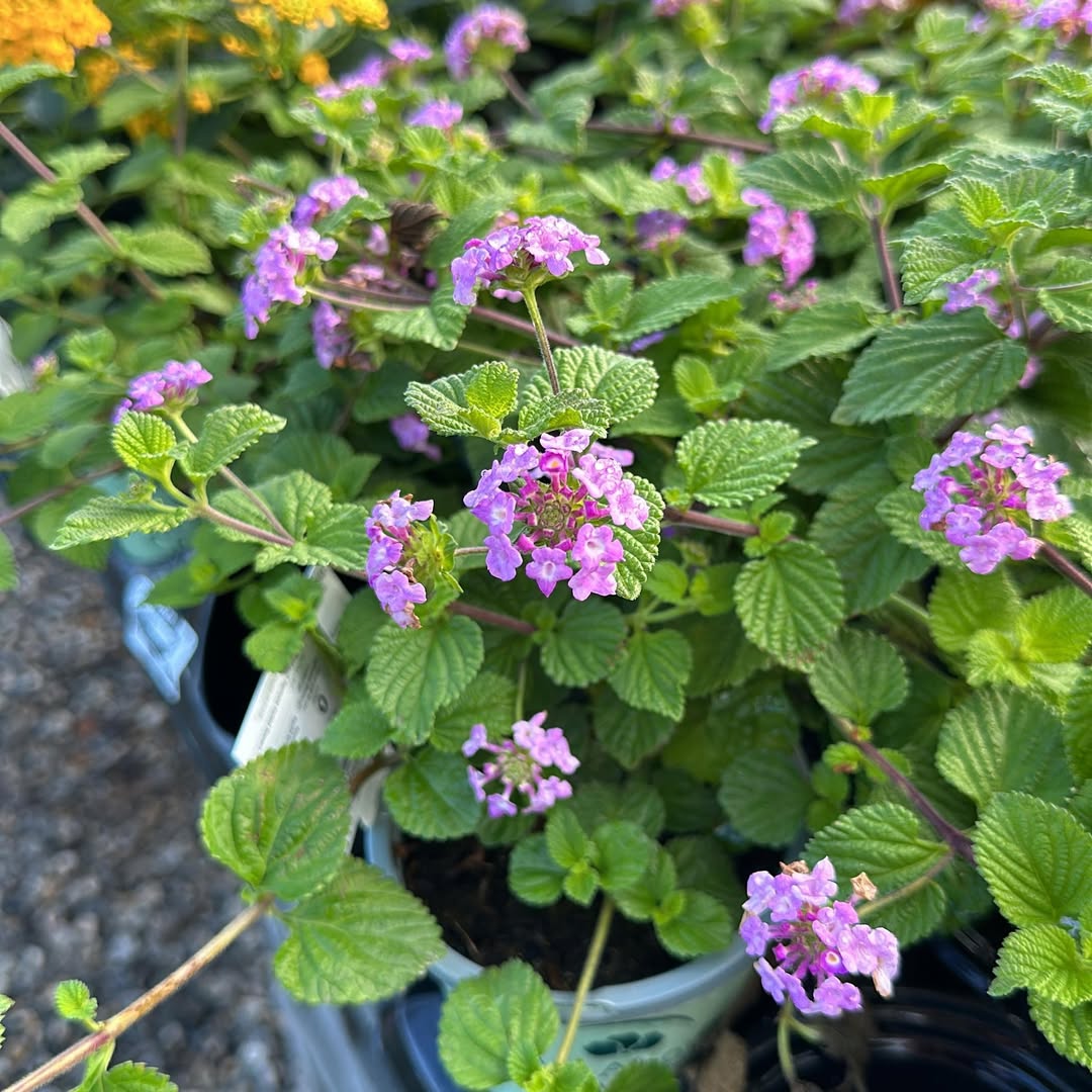 lantana ungu lantana ungu