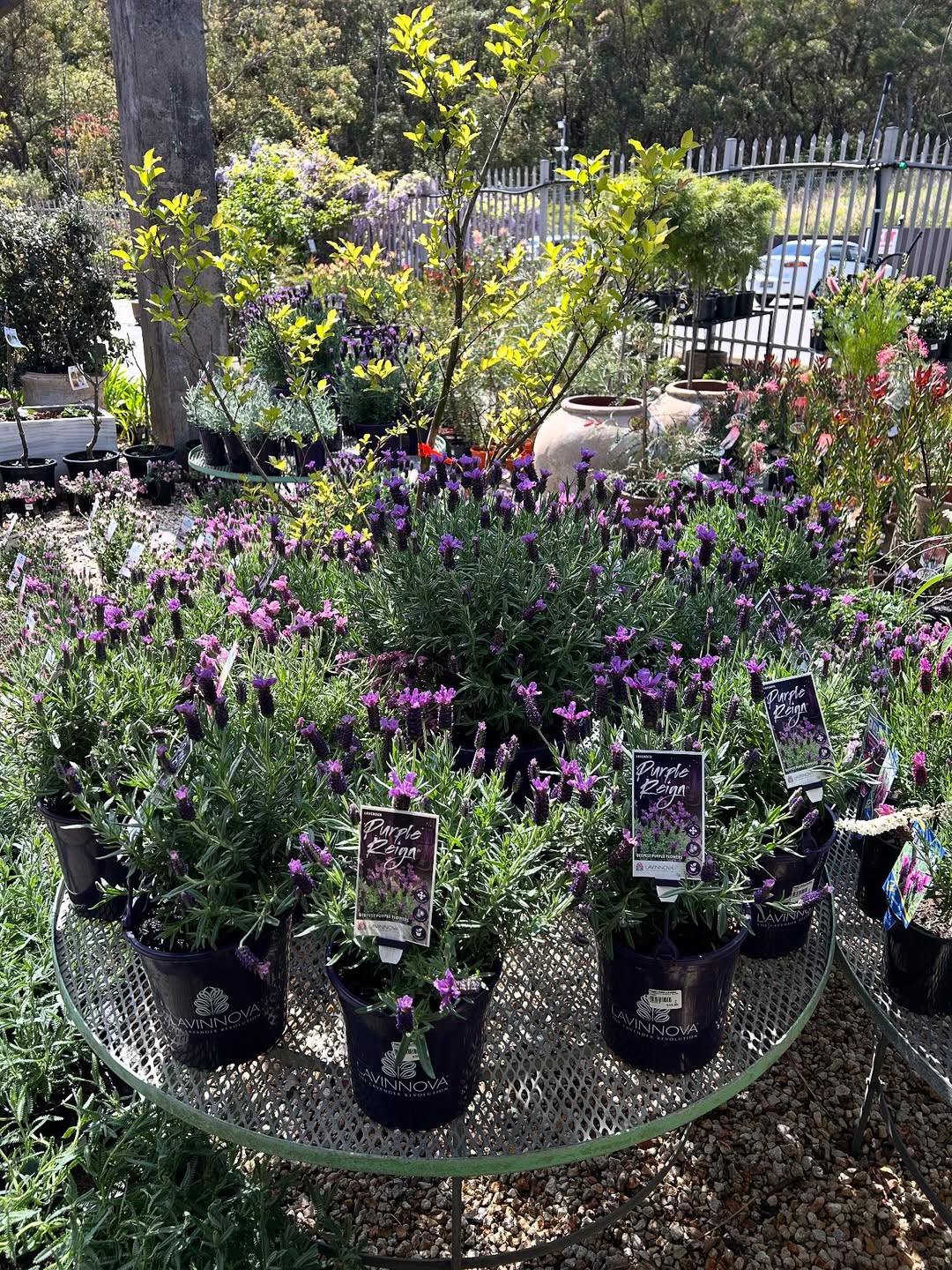 tanaman yang tidak disukai ayam