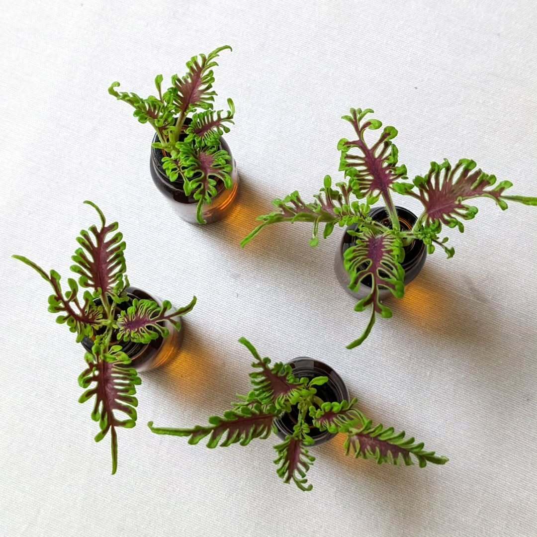 miana coleus bone fish