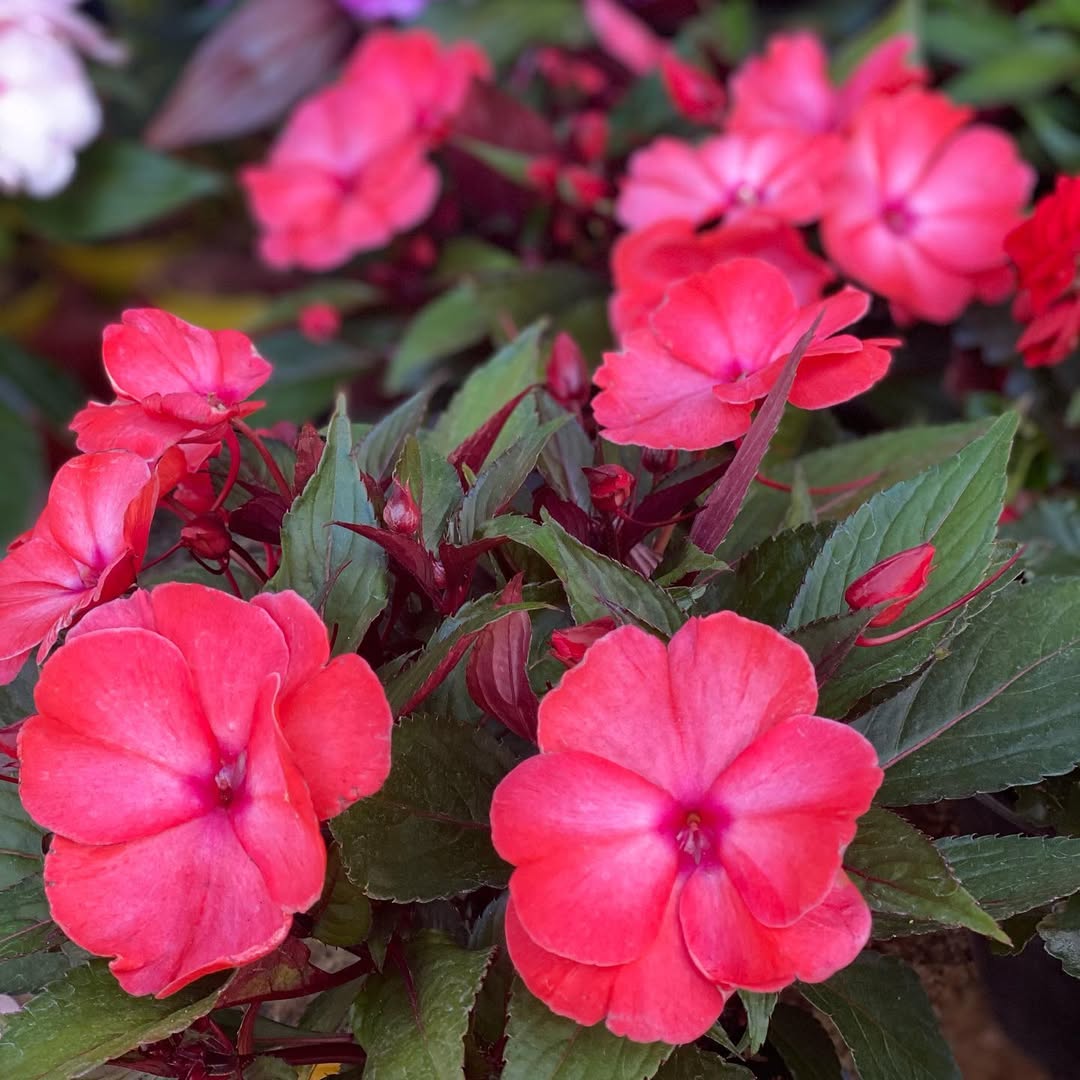 new guinea impatiens new guinea impatiens