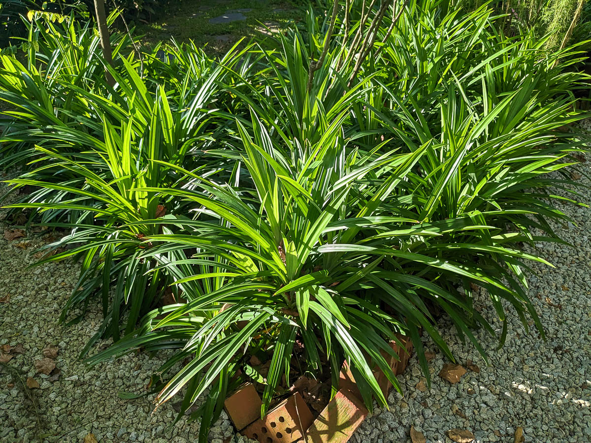 tanaman yang tidak disukai ayam