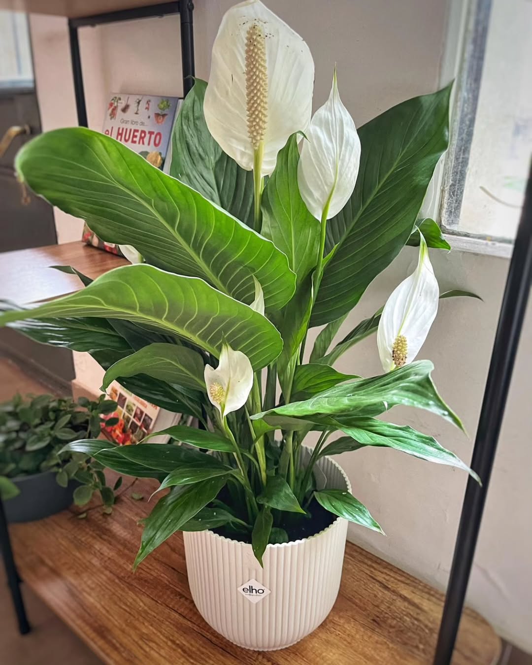 peace lily depan rumah minimalis