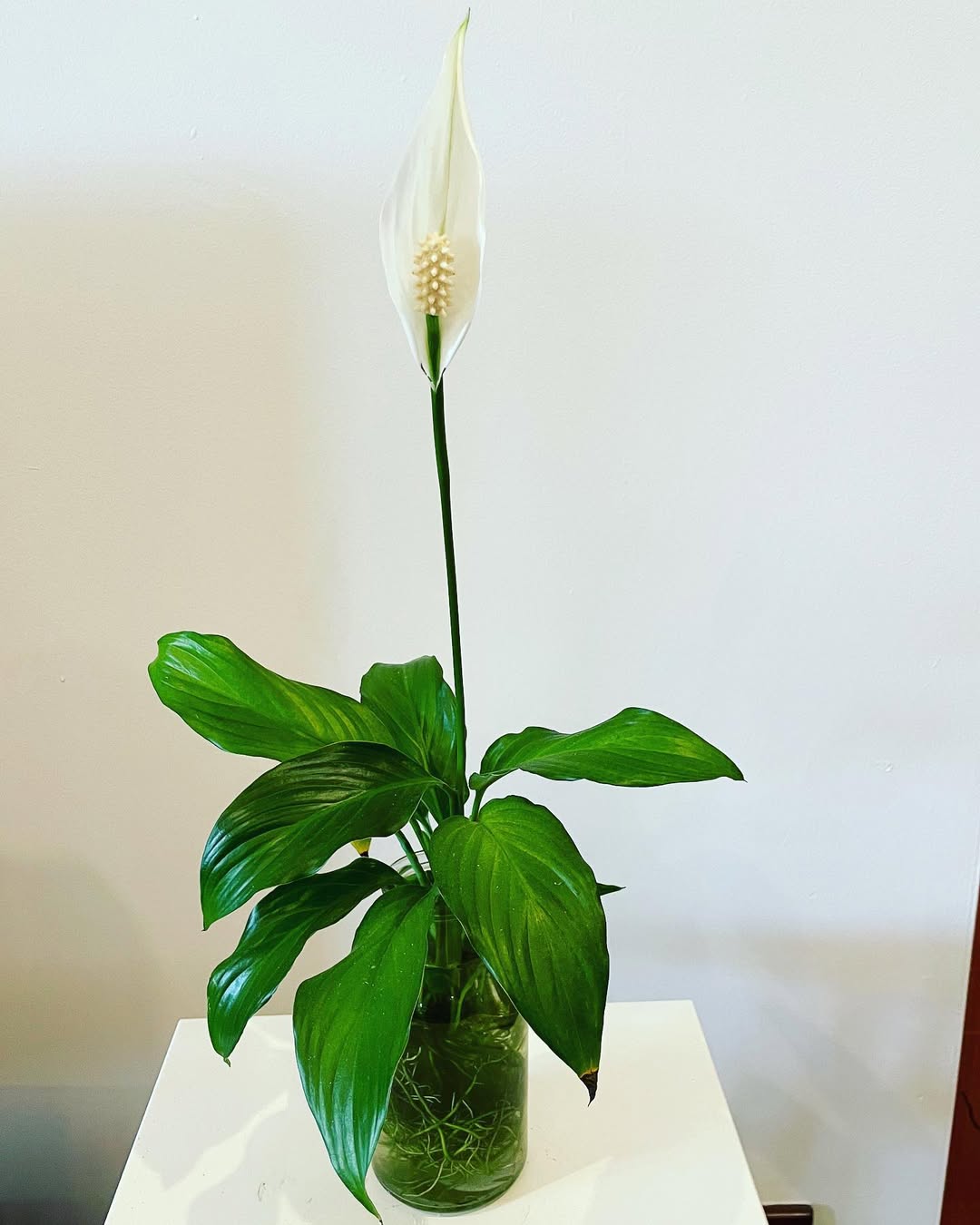 peace lily pembersih udara di kamar