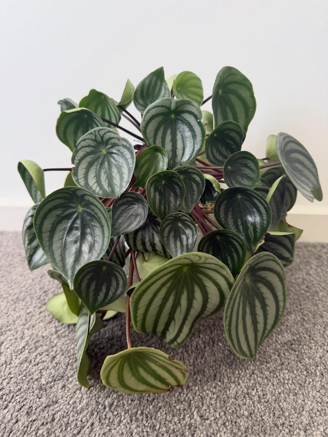peperomia argyreia